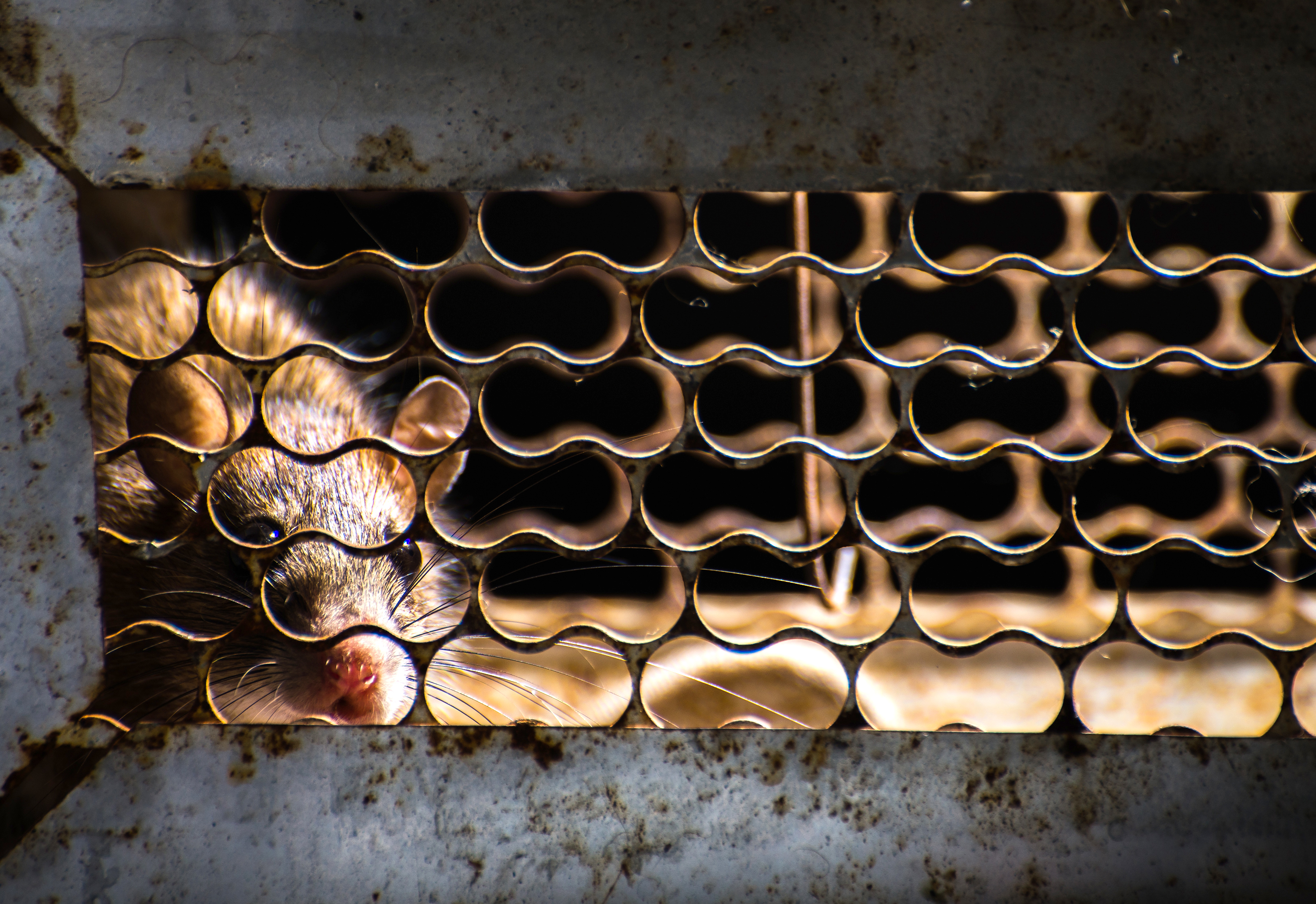 Rotte bag gitter, fotografi