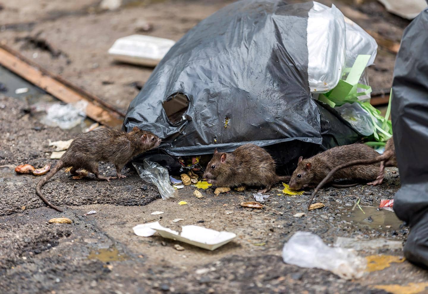 rotter der spiser skrald - hvordan undgår du rotter i dit hjem? se hvordan her.