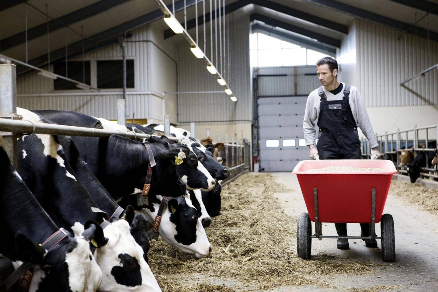 Landmand går i kostald med en trillebør